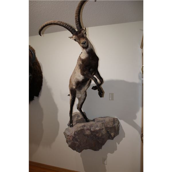 Gredos / Spanish Ibex