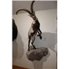 Image 1 : Gredos / Spanish Ibex