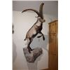 Image 2 : Gredos / Spanish Ibex