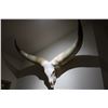 Image 2 : Watusi – Euro Mount