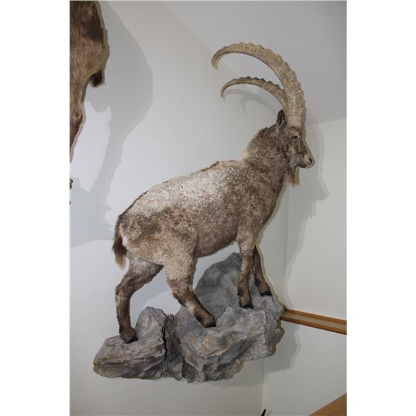 Beceite Ibex