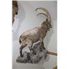 Image 1 : Beceite Ibex