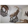 Image 2 : Beceite Ibex