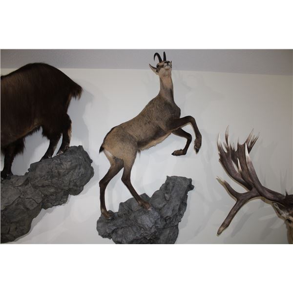 Chamois