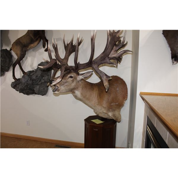 Red Stag – Pedestal Roaring (#101)