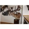 Image 1 : Red Stag – Pedestal Roaring (#101)