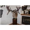 Image 2 : Red Stag – Pedestal Roaring (#101)