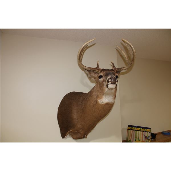 Whitetail – Shoulder Mount (D3)