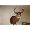 Image 1 : Whitetail – Shoulder Mount (D3)