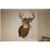 Image 2 : Whitetail – Shoulder Mount (D3)