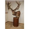 Image 2 : Red Stag – Pedestal (D1)
