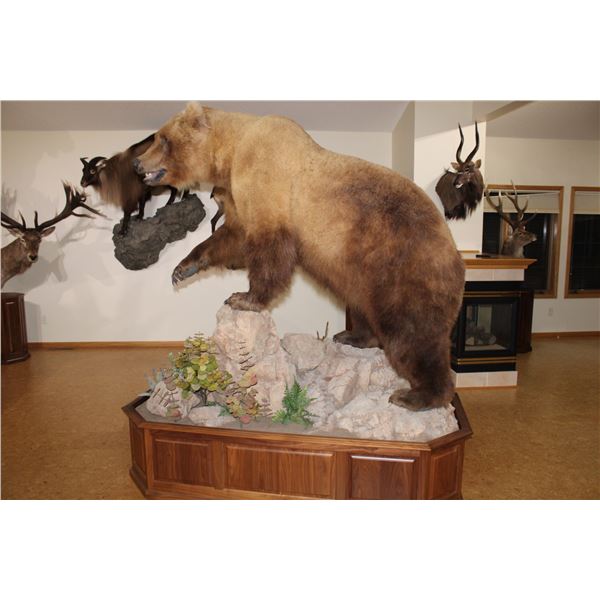 Kamtchatka Brown Bear Full Body Mount