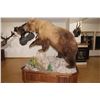 Image 1 : Kamtchatka Brown Bear Full Body Mount