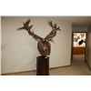 Image 1 : Red Stag – Pedestal (D2)
