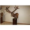 Image 2 : Red Stag – Pedestal (D2)
