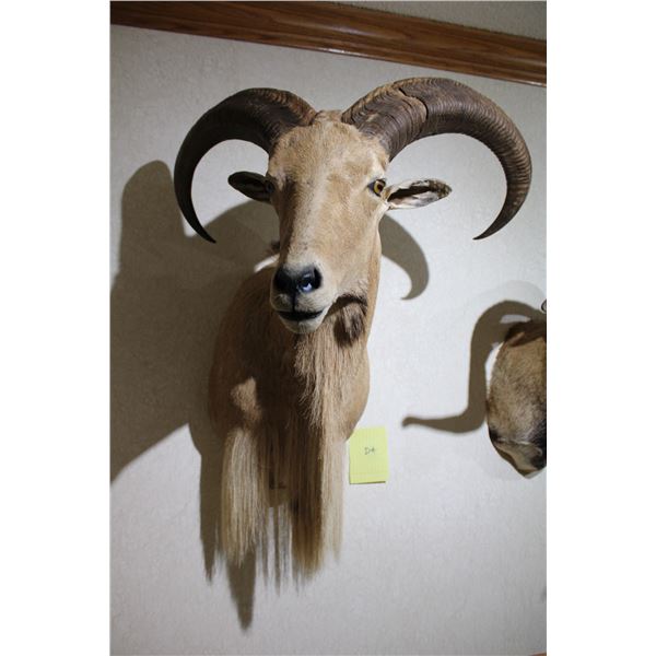 Aoudad – Shoulder Mount (D4)