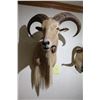 Image 1 : Aoudad – Shoulder Mount (D4)