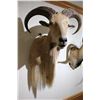 Image 2 : Aoudad – Shoulder Mount (D4)