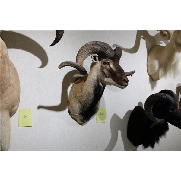 Corsican Ram (D5)