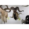 Image 2 : Corsican Ram (D5)