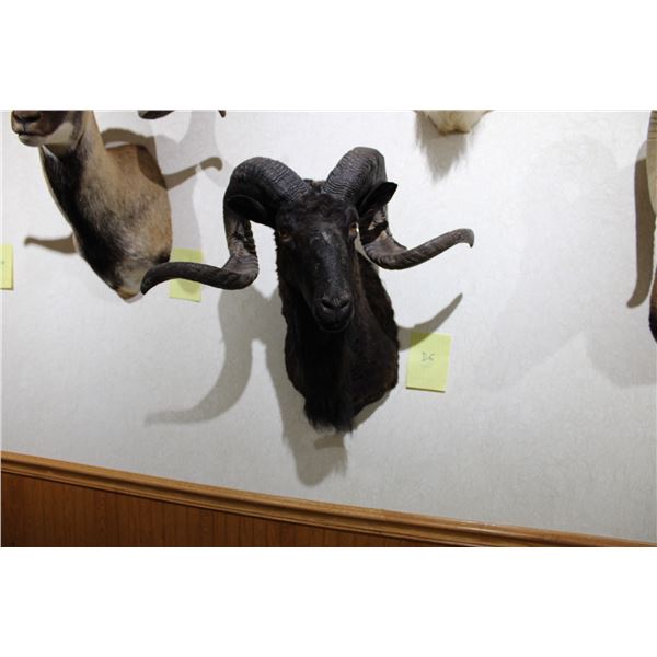 Black Hawaiian Ram  (D6)
