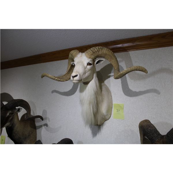 Texas Dall Ram (D7)
