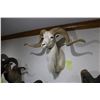 Image 1 : Texas Dall Ram (D7)