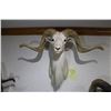 Image 2 : Texas Dall Ram (D7)