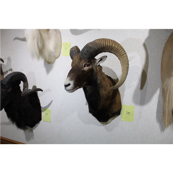 European Mouflon (D8)
