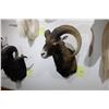 Image 1 : European Mouflon (D8)