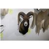 Image 2 : European Mouflon (D8)