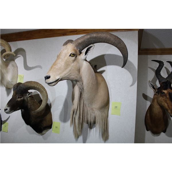 Aoudad – Shoulder Mount (D9)