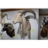 Image 1 : Aoudad – Shoulder Mount (D9)