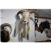Image 2 : Aoudad – Shoulder Mount (D9)