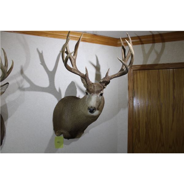 Mule Deer (D10)