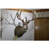Image 1 : Mule Deer (D10)