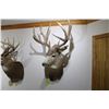 Image 2 : Mule Deer (D10)