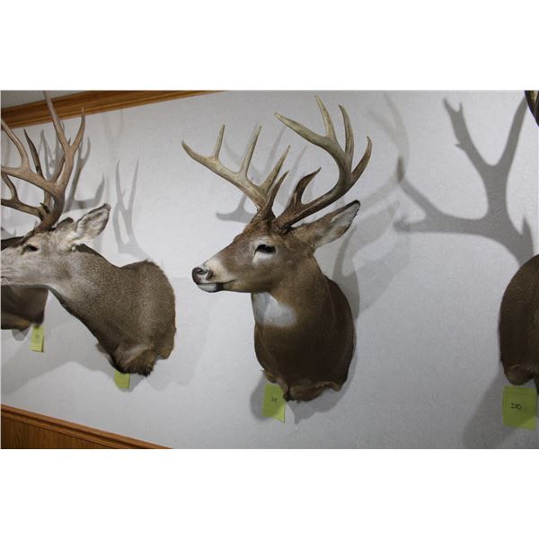 Whitetail – Shoulder Mount (D11)