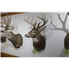 Image 1 : Whitetail – Shoulder Mount (D11)
