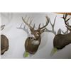 Image 2 : Whitetail – Shoulder Mount (D11)