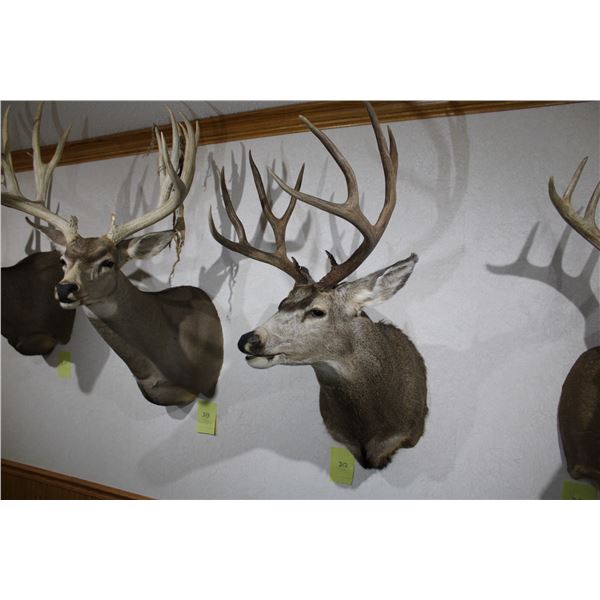 Mule Deer (D12)