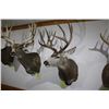 Image 1 : Mule Deer (D12)