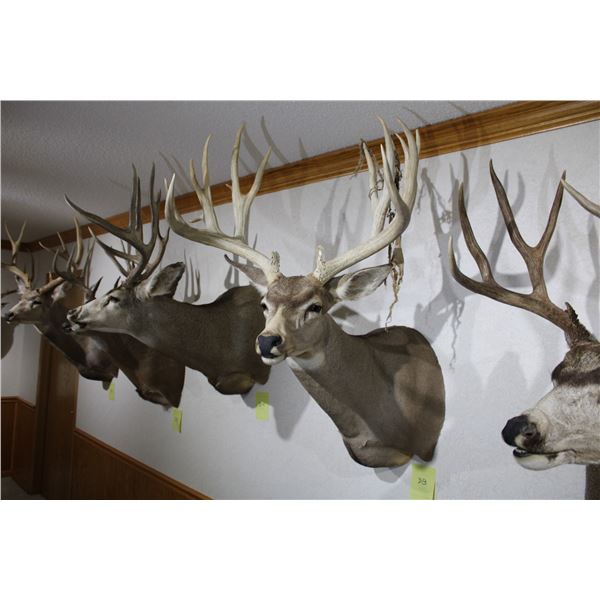 Mule Deer (D12)