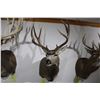 Image 1 : Mule Deer (D12)