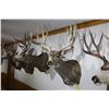 Image 1 : Mule Deer (D13)