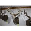 Image 2 : Mule Deer (D13)