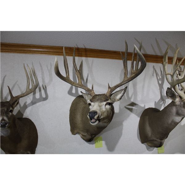 Mule Deer (D14)