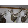 Image 1 : Mule Deer (D14)