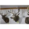 Image 2 : Mule Deer (D14)