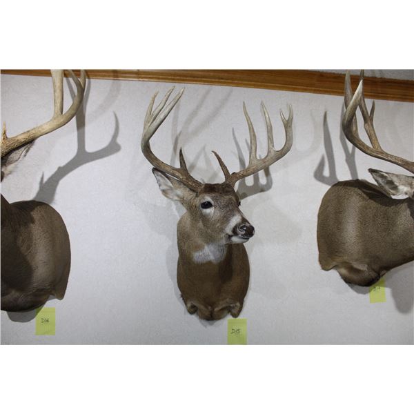 Whitetail – Shoulder Mount (D15)